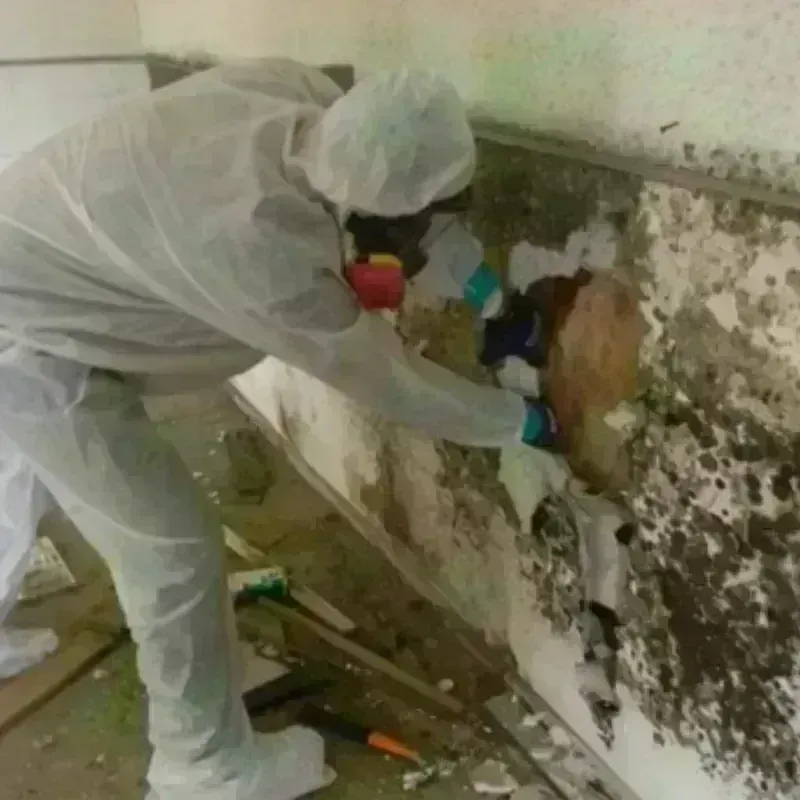 Mold Remediation and Removal in Cypress, TX